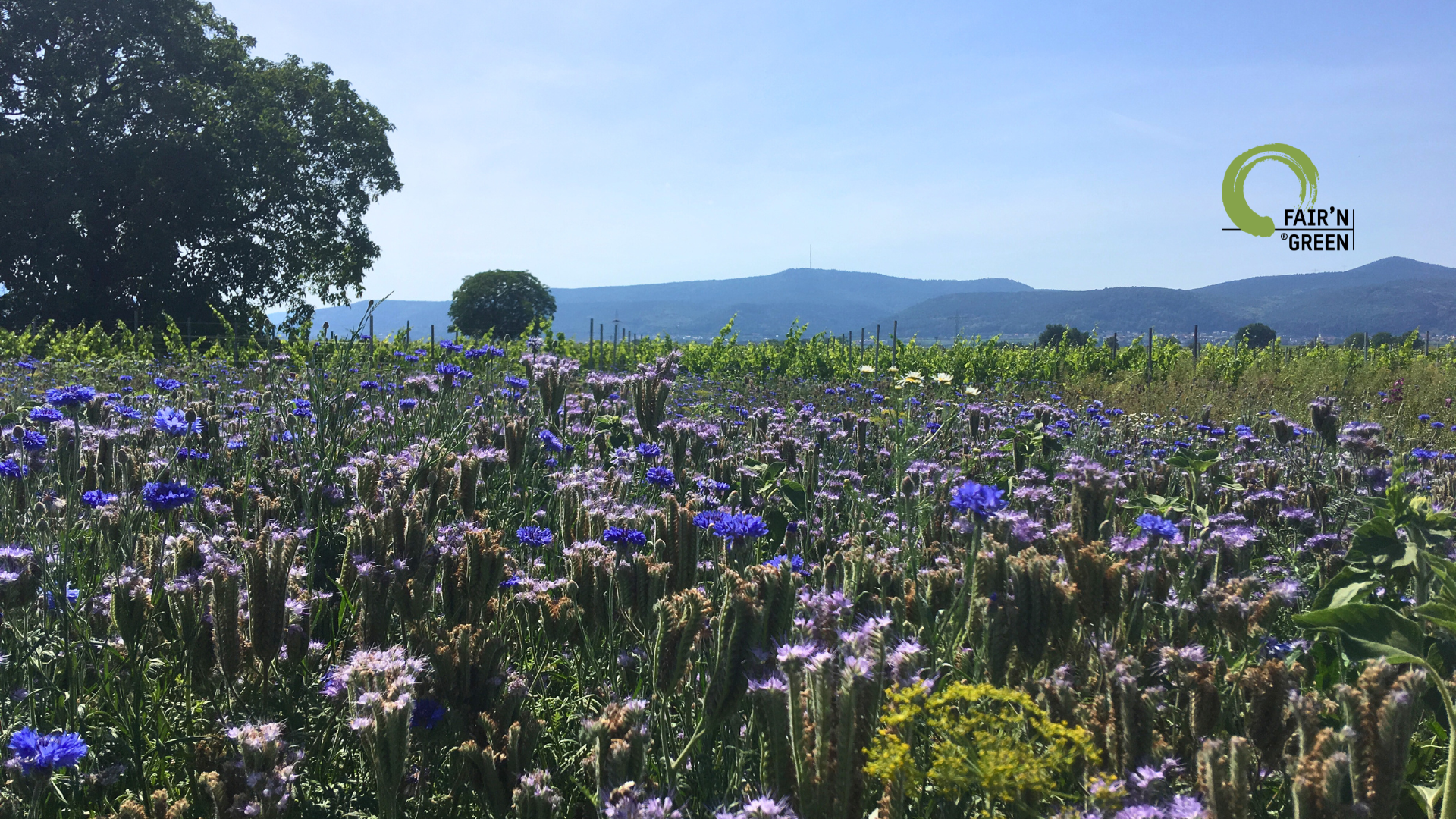 weinbiet-zertifiziert-nachhaltig-fairandgreen-onlineshop-pflzerweine-pfalz_05_2025